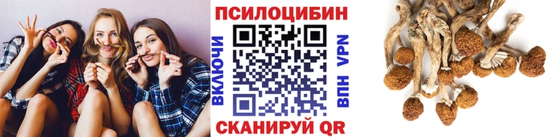 закладка Асино Псилоцибиновые грибы Cubensis